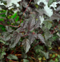  Blasenspiere Darts Red 100-125cm - Physocarpus Opulifolius