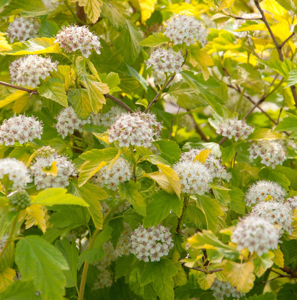  Blasenspiere Darts Gold 60-80cm - Physocarpus Opulifolius