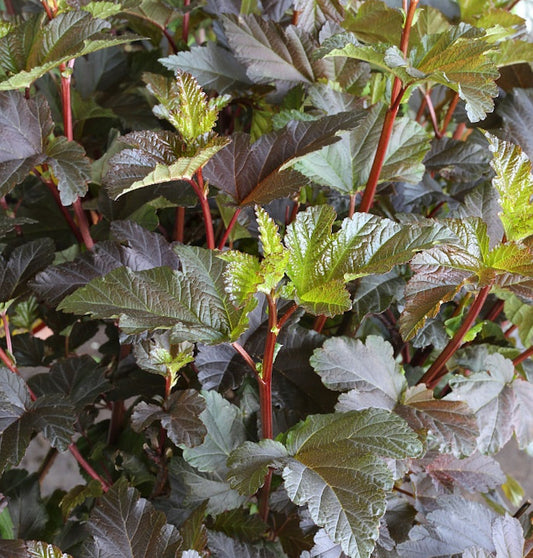  Fasanenspiere Diable D Or 40-60cm - Physocarpus Opulifolius
