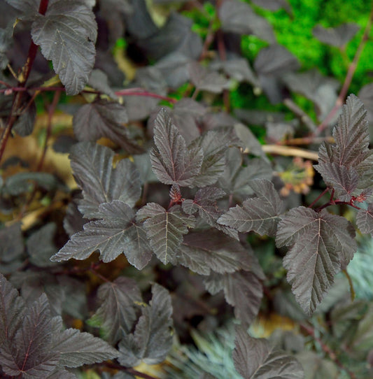  Fasanenspiere Fireside® 40-60cm - Physocarpus Opulifolius