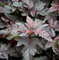  Blasenspiere Lady In Red 100-125cm - Physocarpus Opulifolius