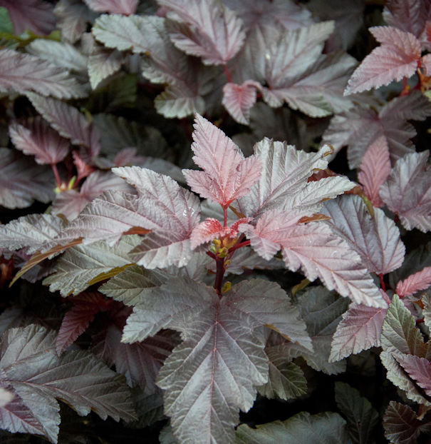  Blasenspiere Lady In Red 40-60cm - Physocarpus Opulifolius