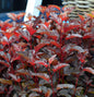  Blasenspiere Little Angel® 30-40cm - Physocarpus Opulifolius