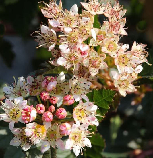  Blasenspiere Little Devil 40-60cm - Physocarpus Opulifolius