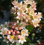  Blasenspiere Little Devil 40-60cm - Physocarpus Opulifolius