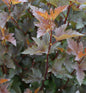  Fasanenspiere Little Joker 60-80cm - Physocarpus Opulifolius Midnight