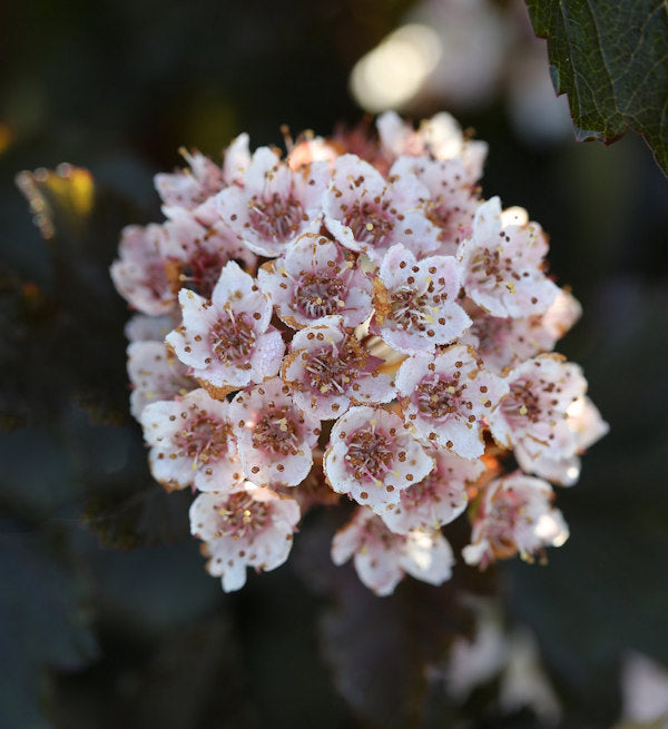  Fasanenspiere Summer Wine 40-60cm - Physocarpus Opulifolius
