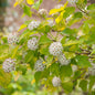  Blasenspiere Tiny Wine Gold® 40-60cm - Physocarpus Opulifolius