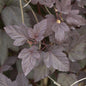  Hochstamm Rotblättrige Blasenspiere 80-100cm - Physocarpus Opulifolius