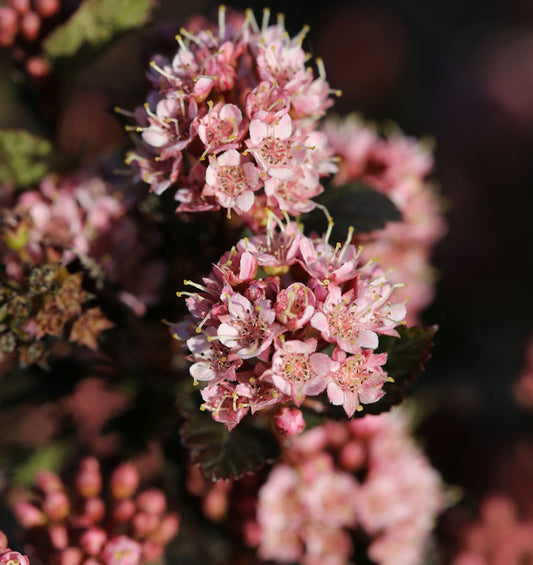  Blasenspiere Tiny Wine 80-100cm - Physocarpus Opulifolius