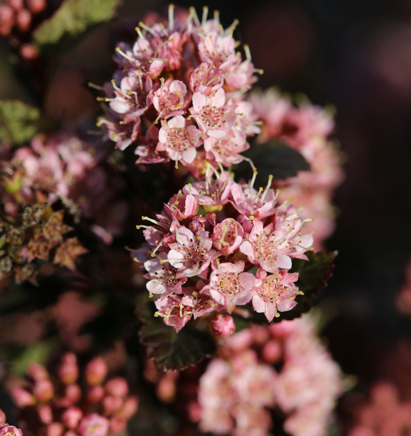 Hochstamm Blasenspiere Tiny Wine 60-80cm - Physocarpus Opulifolius