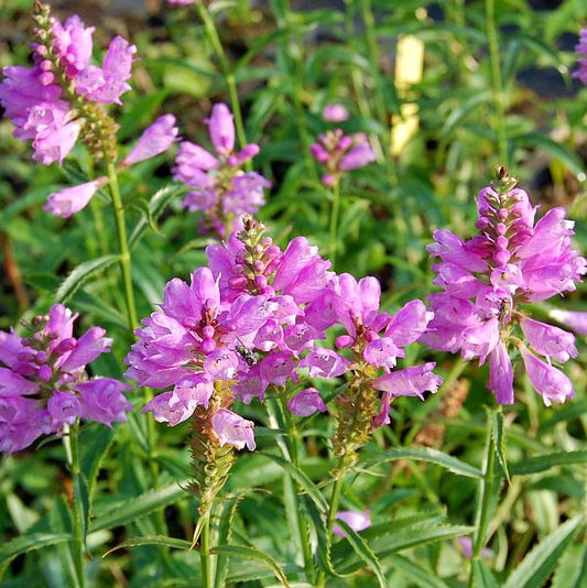  Gelenkblume Bouquet Rose - Physostegia Virginiana