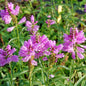  Gelenkblume Bouquet Rose - Physostegia Virginiana