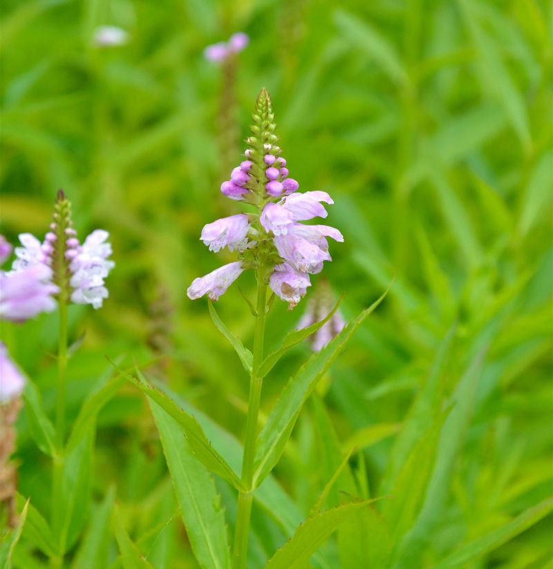  Gelenkblume Rosea - Physostegia Virginiana