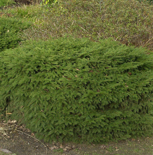  Nestfichte Nidiformis 40-50cm - Picea Abies