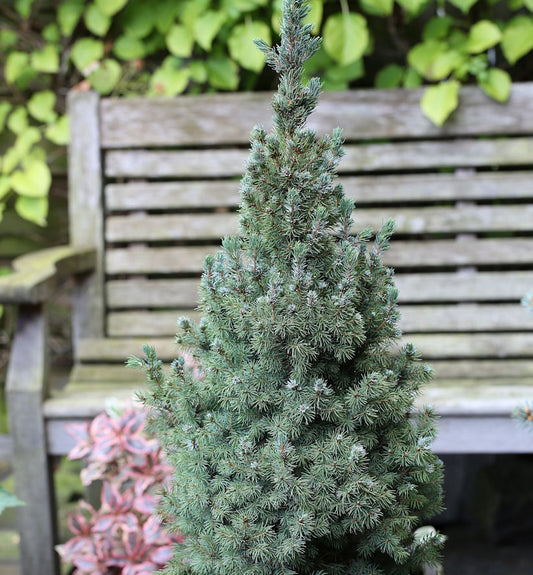  Zwerg Zuckerhut Fichte Sanders Blue 30-40cm - Picea Glauca