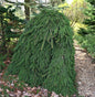  Trauer Hängefichte 25-30cm - Picea Abies Inversa
