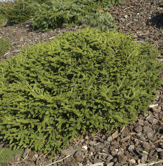  Blaue Pummelfichte 25-30cm - Picea Abies