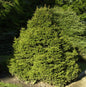  Gnomfichte 20-25cm - Picea Abies
