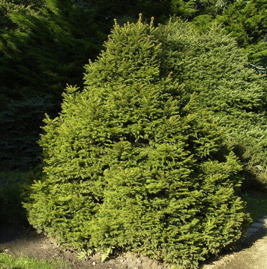  Gnomfichte 25-30cm - Picea Abies