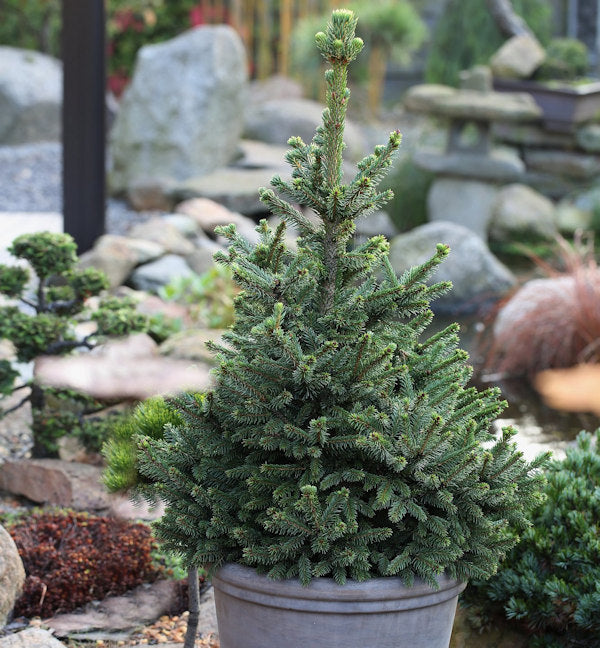  Zwergfichte Wills Zwerg 25-30cm - Picea Abies