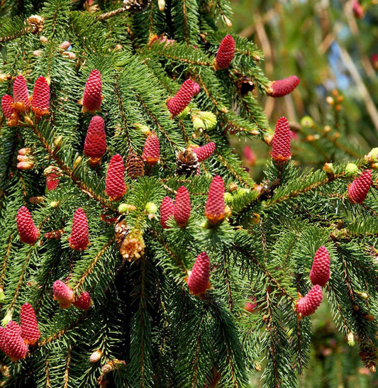  Zapfenfichte Acrocona 30-40cm - Picea Abies