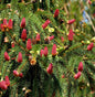  Zapfenfichte Acrocona 30-40cm - Picea Abies
