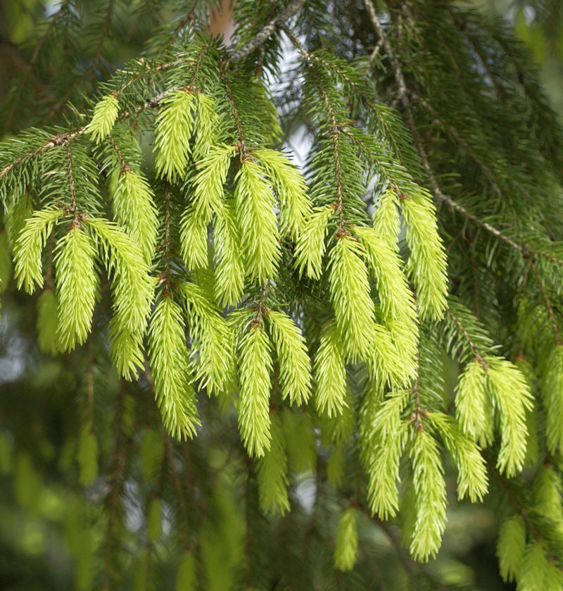  Gelbe Fichte 70-80cm - Picea Abies Aurea