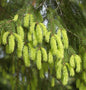  Gelbe Fichte 70-80cm - Picea Abies Aurea