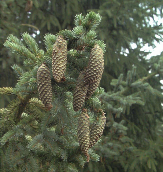  Alcocks Fichte 30-40cm - Picea Bicolor