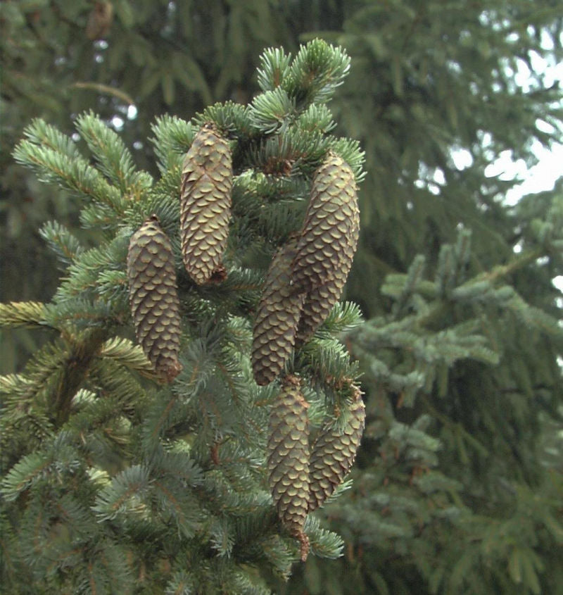 Alcocks Fichte 20-25cm - Picea Bicolor
