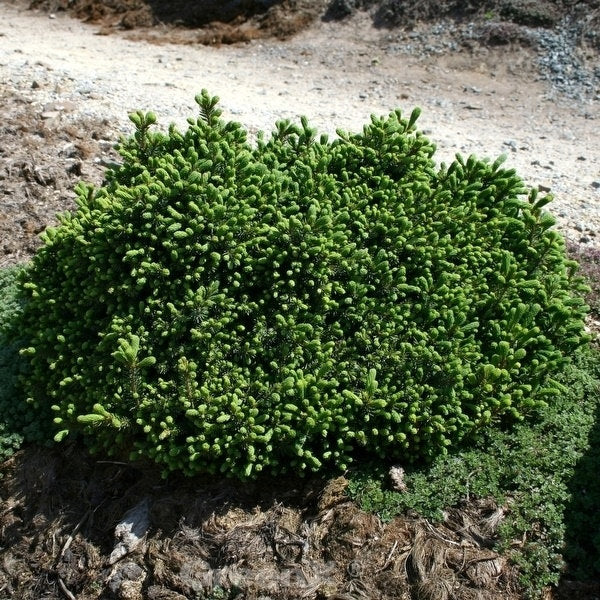  Blaue Igelfichte 15-20cm - Picea Glauca