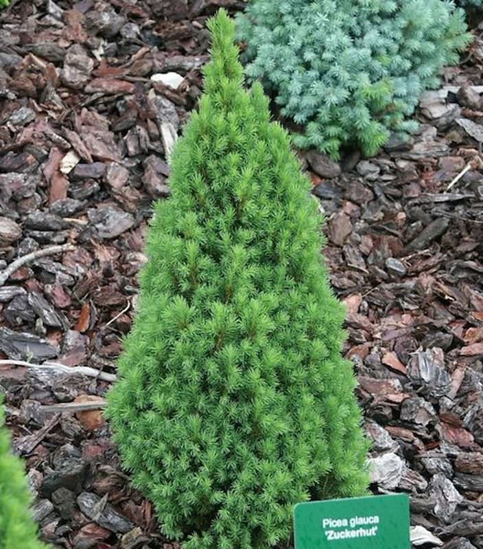  Zwerg Zuckerhutfichte 30-40cm - Picea Glauca