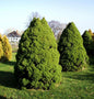  Zuckerhut Fichte 40-50cm - Picea Glauca