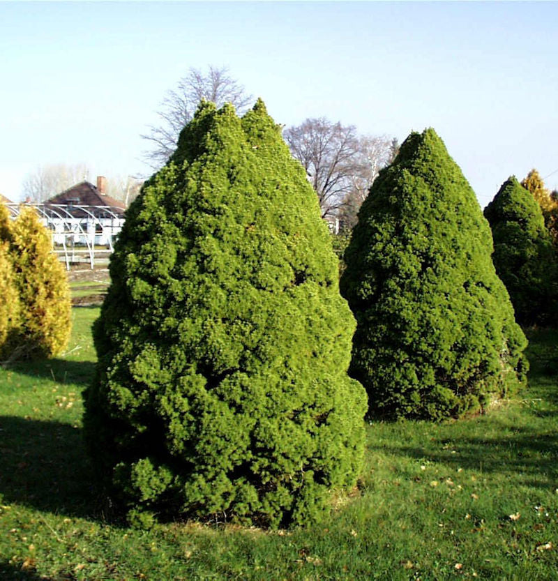  Zuckerhut Fichte 80-90cm - Picea Glauca