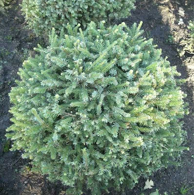  Zwerg Serbienfichte Little Boy 50-60cm - Picea Omorika