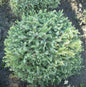  Zwerg Serbienfichte Little Boy 50-60cm - Picea Omorika