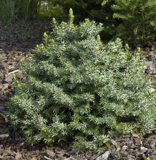  Zwergfichte 30-40cm - Picea Omorika Nana