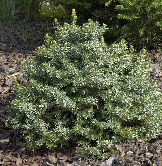  Zwergfichte 30-40cm - Picea Omorika Nana