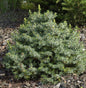 Zwergfichte 30-40cm - Picea Omorika Nana