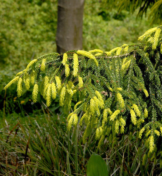  Orientalische Goldfichte 50-60cm - Picea Orientalis Aurea