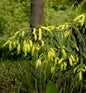  Orientalische Goldfichte 50-60cm - Picea Orientalis Aurea