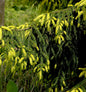  Goldspitzen-Fichte Aureaospicata 30-40cm - Picea Orientalis