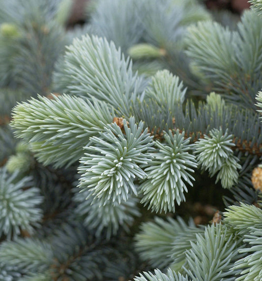  Hochstamm Zwergblaufichte 40-60cm - Picea Pungens