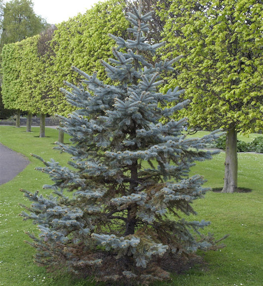  Silberfichte Blaufichte Hoopsii 70-80cm - Picea Pungens