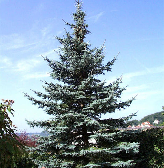  Blaufichte Koster 25-30cm - Picea Pungens