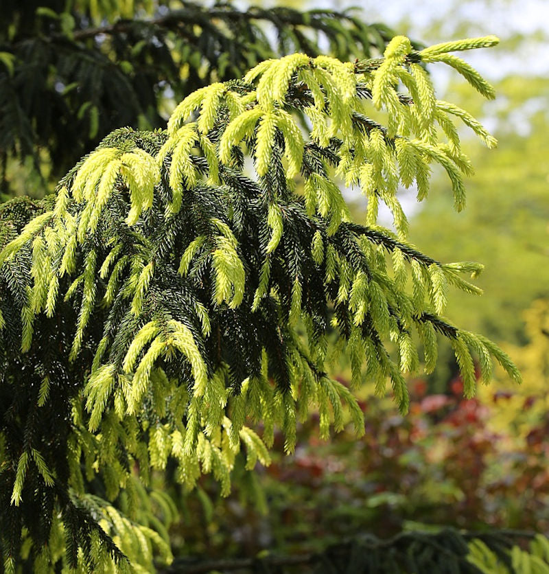  Kaukasus Fichte Aurea 100-125cm - Picea Orientalis