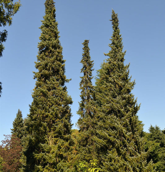  Serbische Fichte 100-125cm - Picea Omorika
