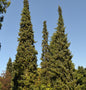  Serbische Fichte 40-60cm - Picea Omorika