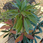  Schattenglöckchen Lavendelheide Flamming Silver 20-25cm - Pieris Japonica